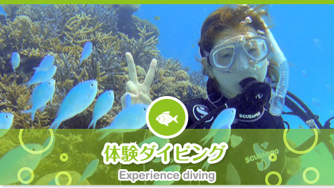 体験ダイビング Experience diving
